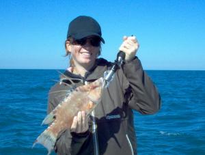 15 inch hogfish on shrimp, offshore Bonita Beach, SW FL